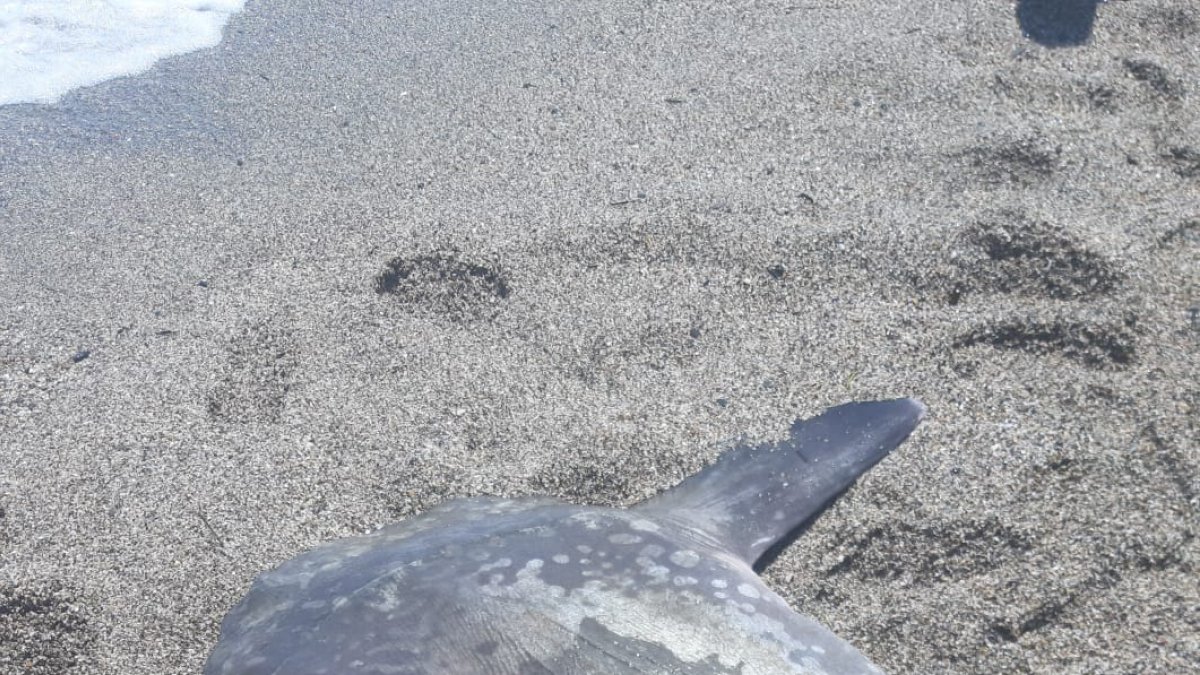 Pez luna muerto sobre la arena de la playa de la Romanilla.