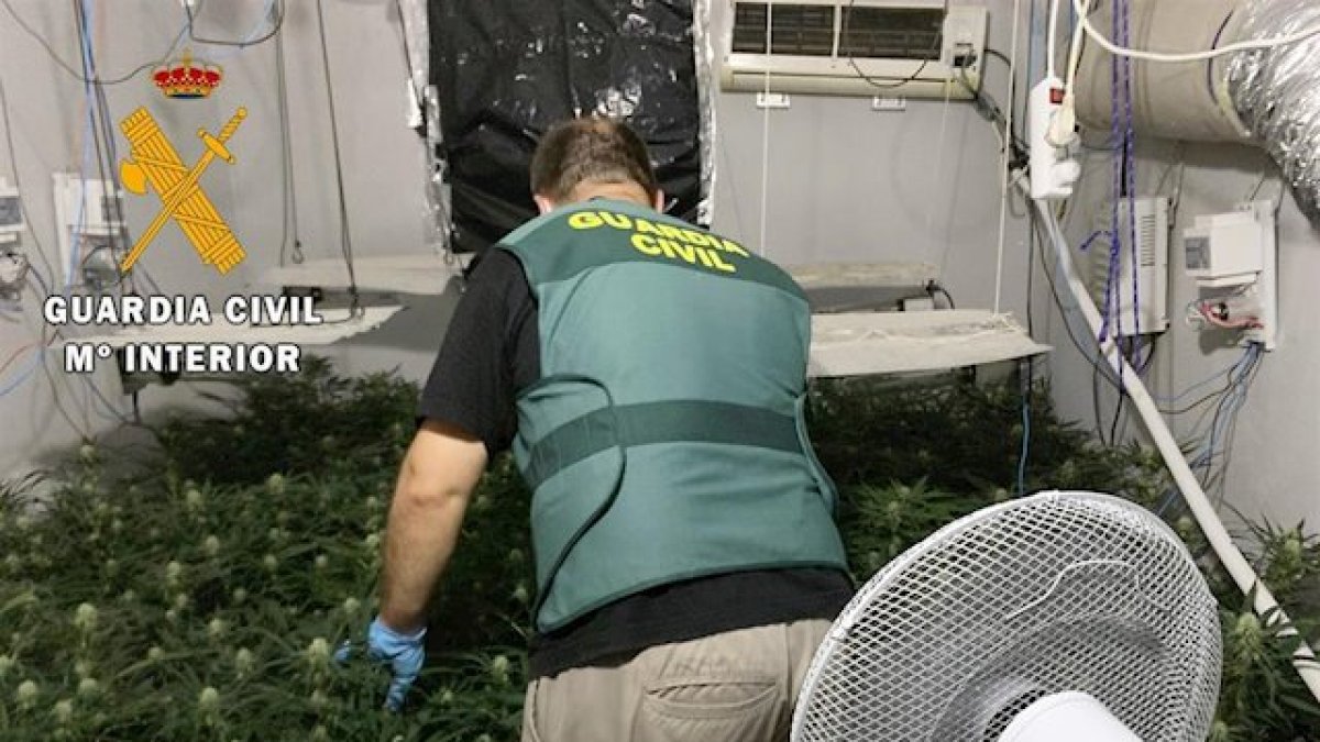 Una de las plantaciones incautadas.