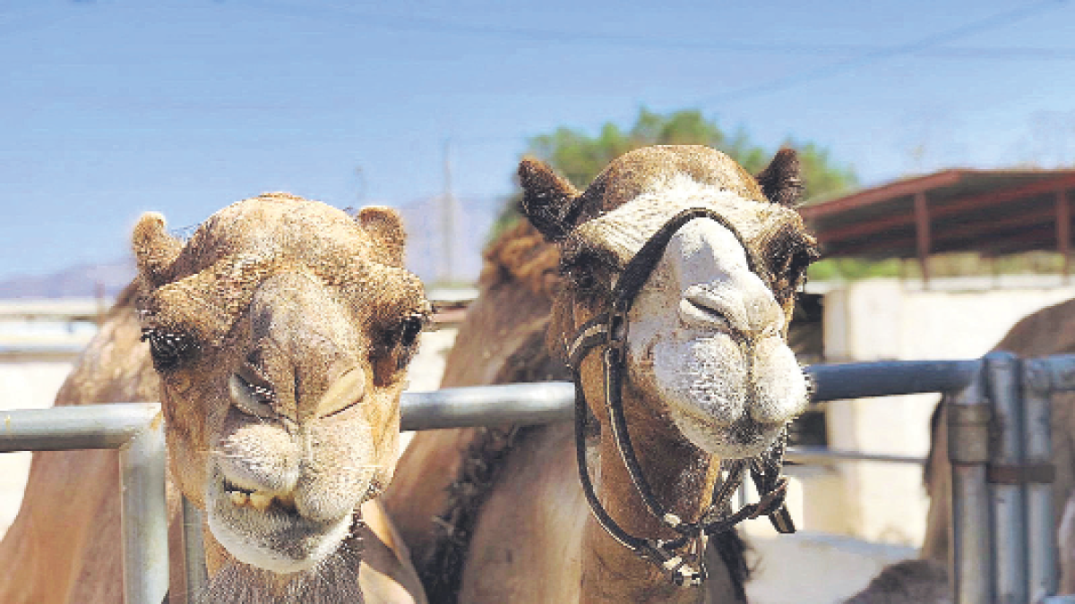 Camellos en la granja-escuela.