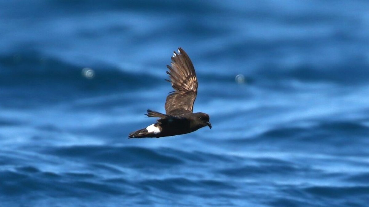 El paíño mediterráneo, a pesar de su pequeño tamaño, recorre miles de kilómetros. Foto de Víctor París (SEO/Birdlife).