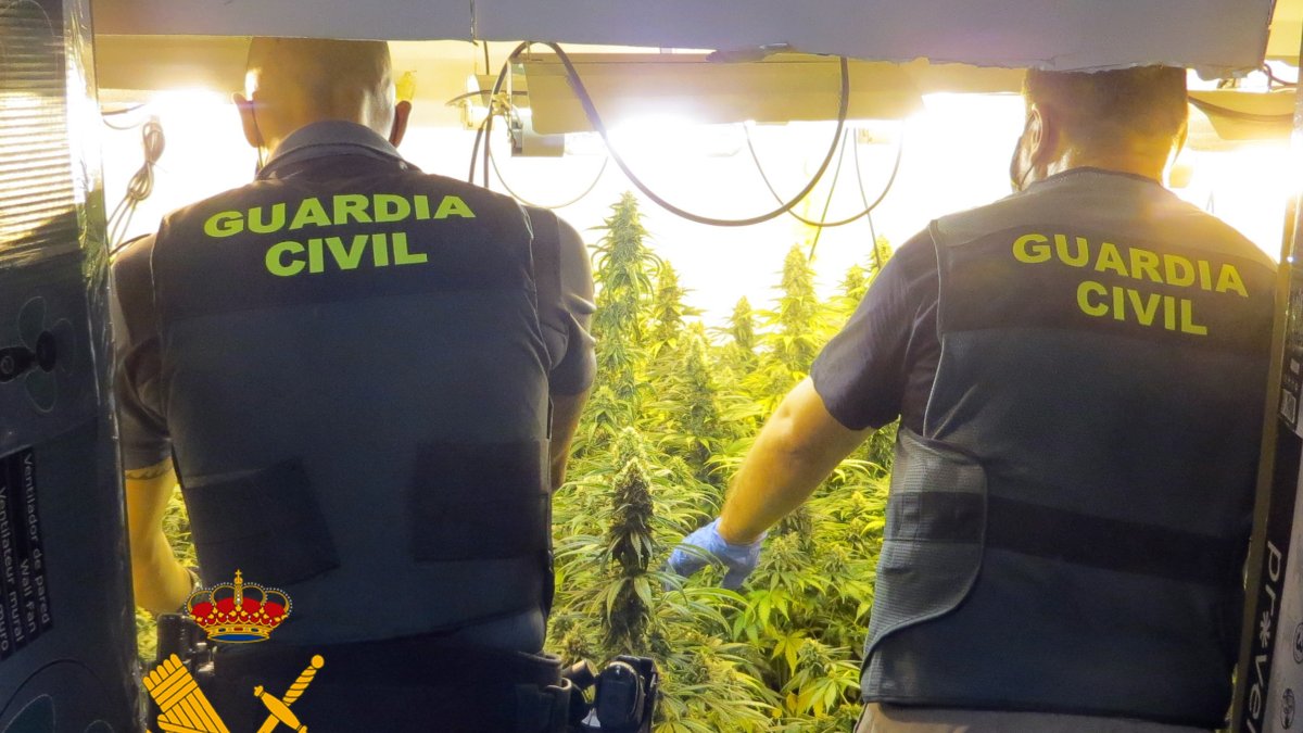 Plantación hallada en el municipio de La Alpujarra.