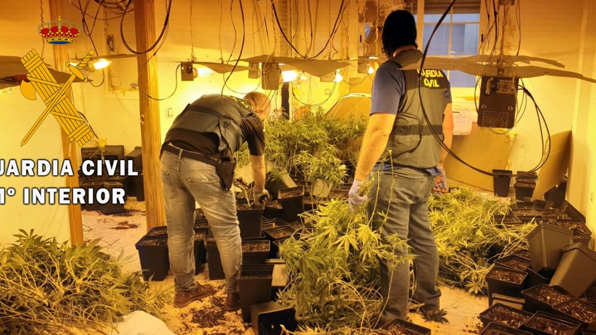 Plantación hallada en Roquetas.