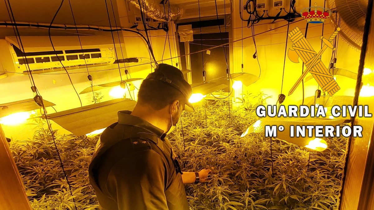 Cultivo de marihuana desarticulado en Roquetas.