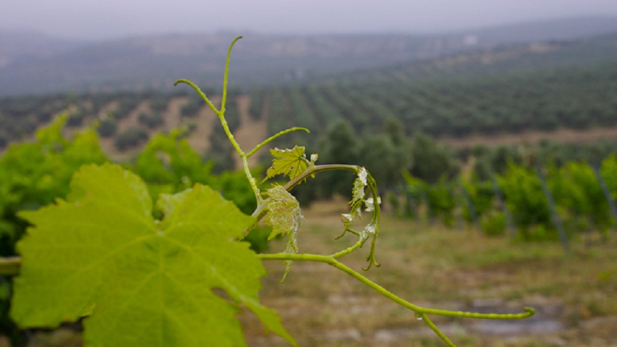 Transviti apoya a la industria del vino.