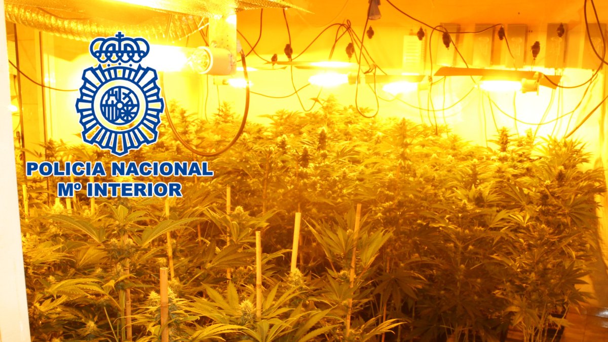 Plantación en una de las viviendas.