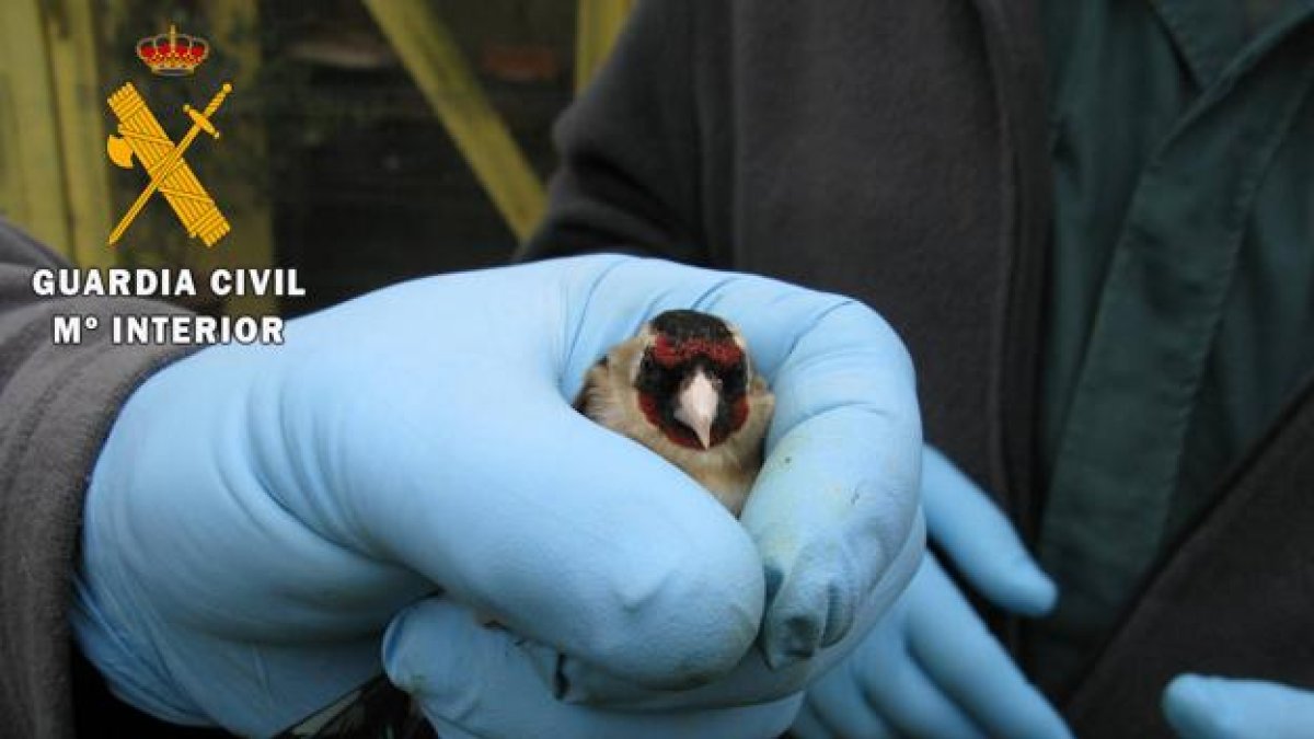 La Guardia Civil investiga a una persona al ser sorprendido capturando aves de pequeño tamaño no permitidas.