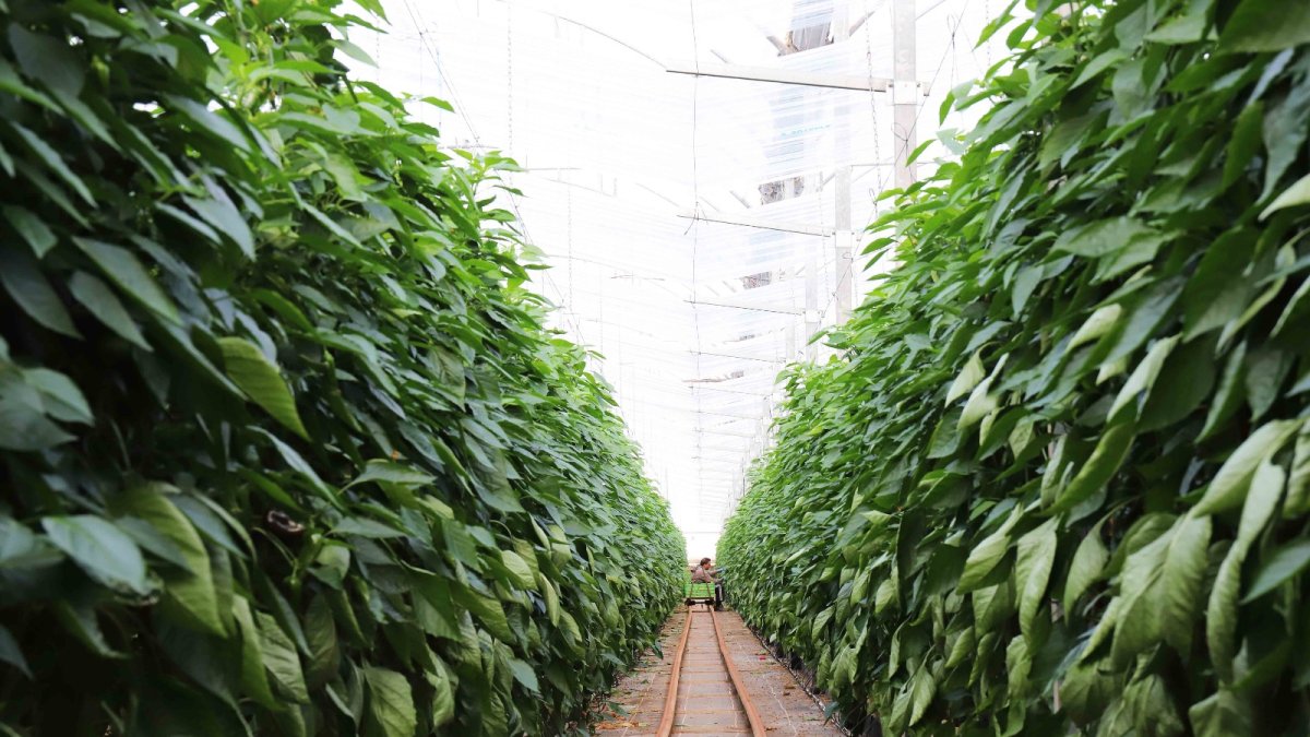 La superficie  invernada en la provincia produce 3,5 millones de toneladas anuales.