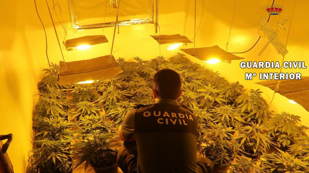 Plantación hallada en una vivienda de Roquetas.