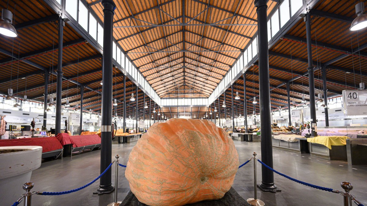Esta calabaza gigante cultivada en Almería es la más grande de toda Andalucía.