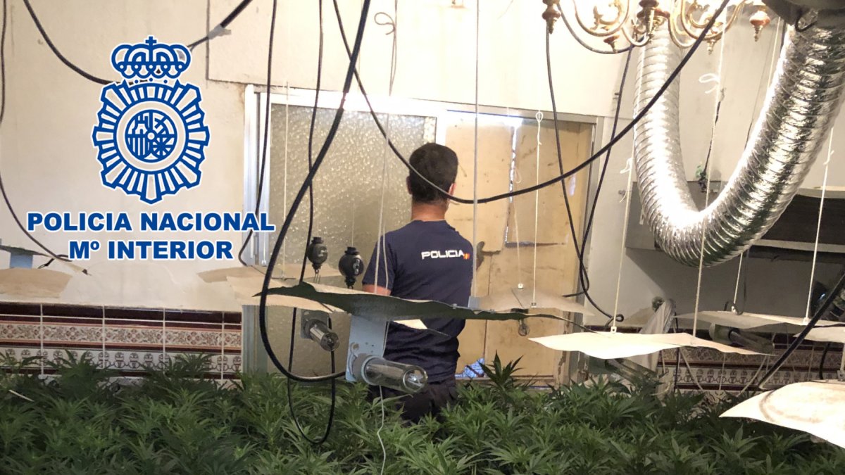 La Policía Nacional ha desmantelado una plantación.