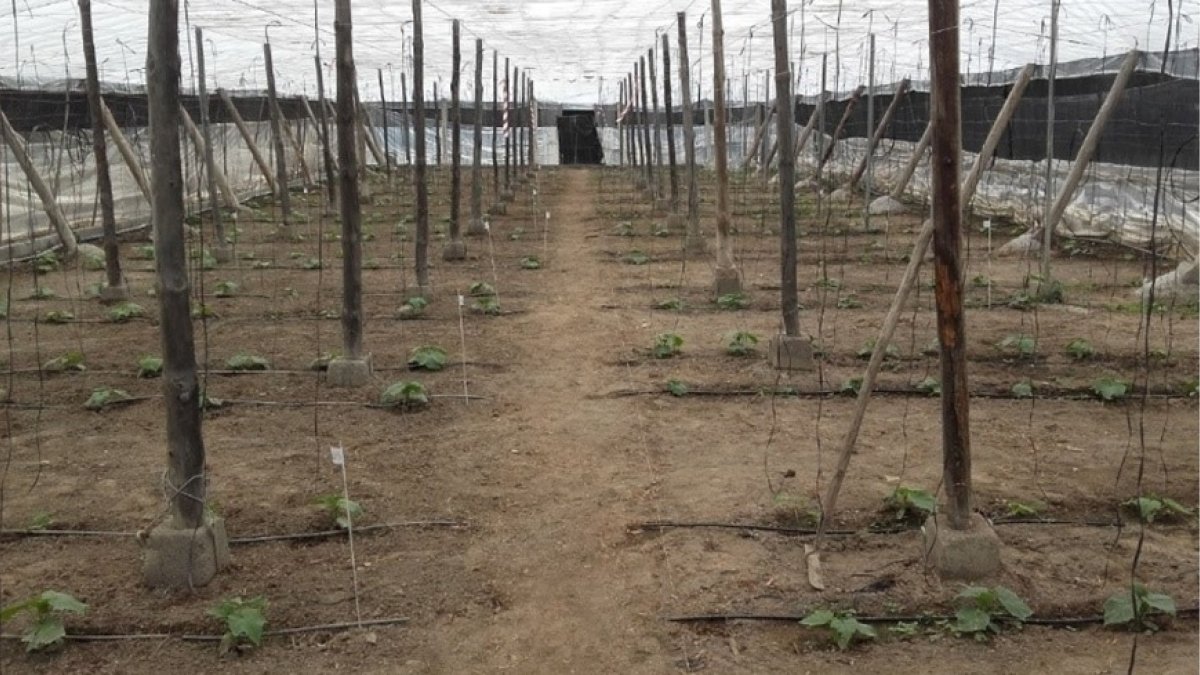 Aspecto general del ensayo al inicio.