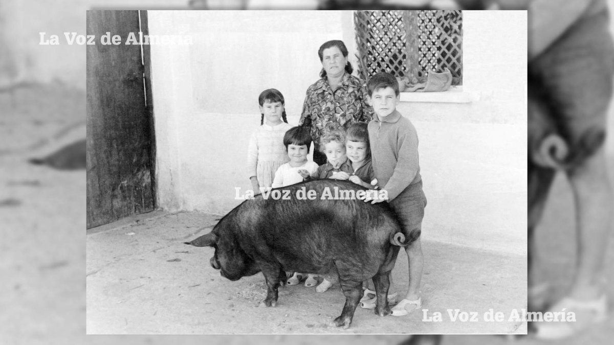Criar cerdos en las casas era habitual en los años 50. En la foto, la familia Andújar en el patio de su vivienda en las Casitas de Papel.
