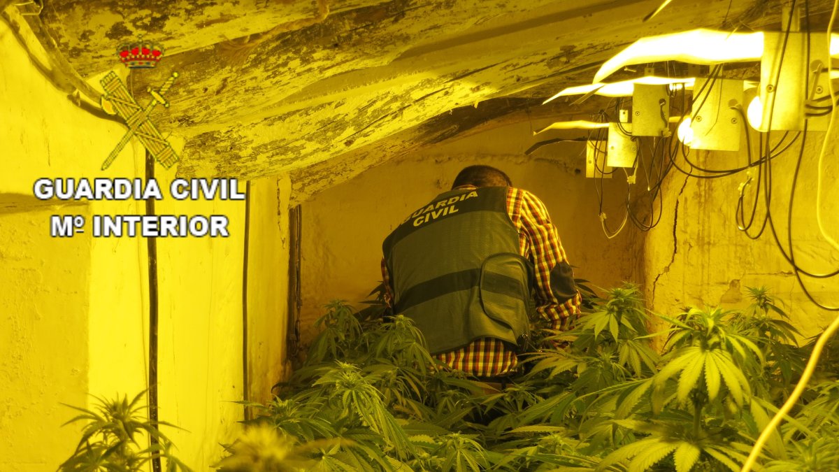 Plantas de marihuana halladas en Albox.