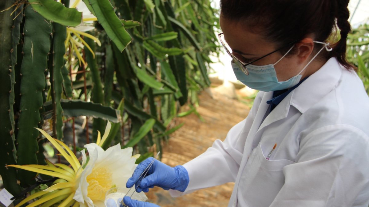 Una técnica en la polinización de flores de pitaya en la finca experimental de Tecnova, al lado del PITA.