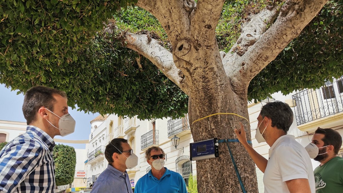 Técnicos y responsables del Ayuntamiento con uno de los ficus.