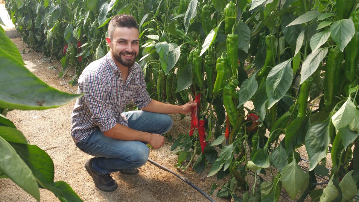 Cultivo de Netto Spitzpaprika