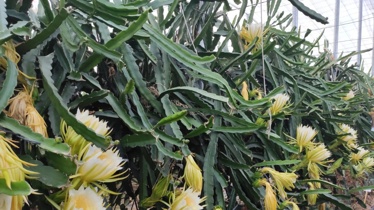 Invernadero Pitahaya.