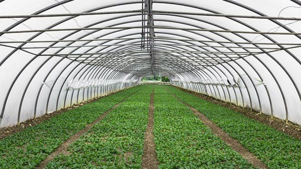 Una plantación de cáñamo autorizado bajo invernadero.