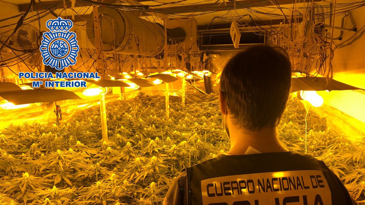 La plantación se encontraba en la calle Haza Tableada.