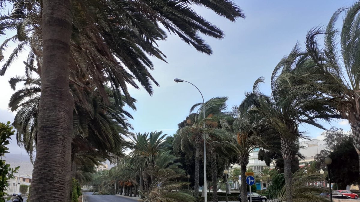 El viento derribó cuatro palmeras en la Vía Parque.