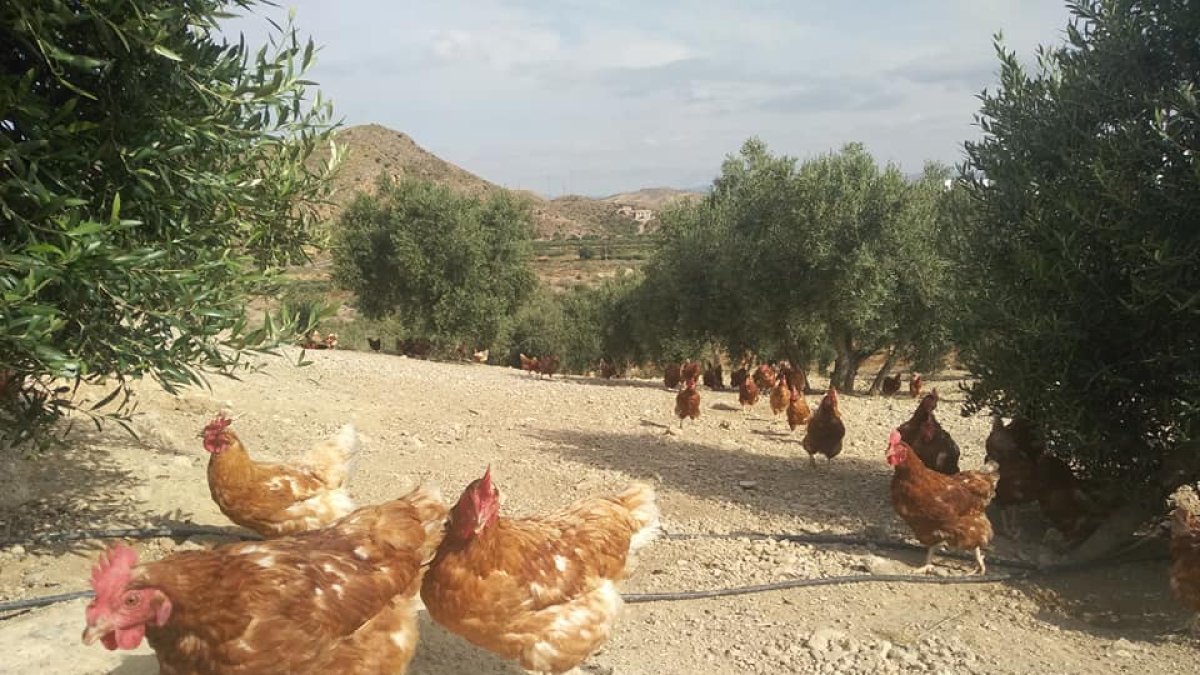Gallinas ecológicas de la granja de Los Baltasares de Albox corriendo al aire libre.