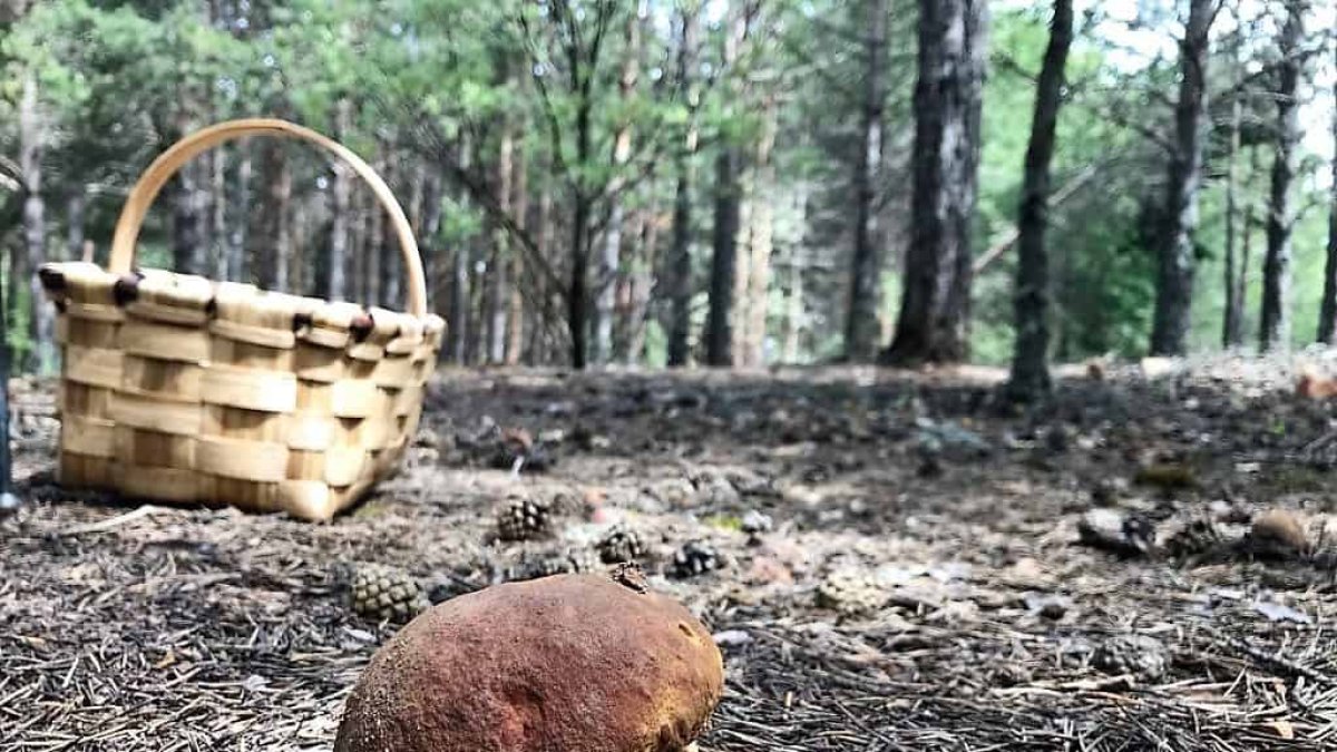 Recolecta de boletus en un pinar.