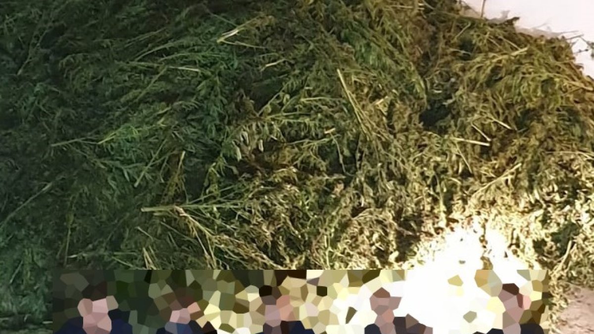 Agentes con las plantas incautadas.