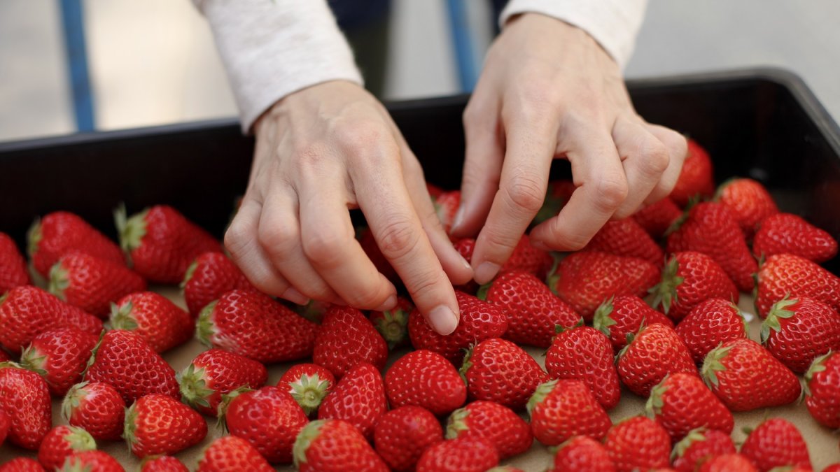 Manipulación en el envasado de una caja fresas.