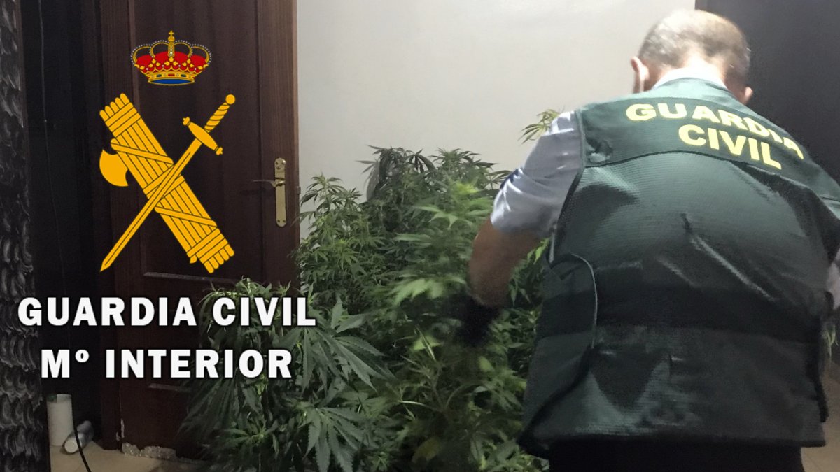 Marihuana encontrada en la vivienda.