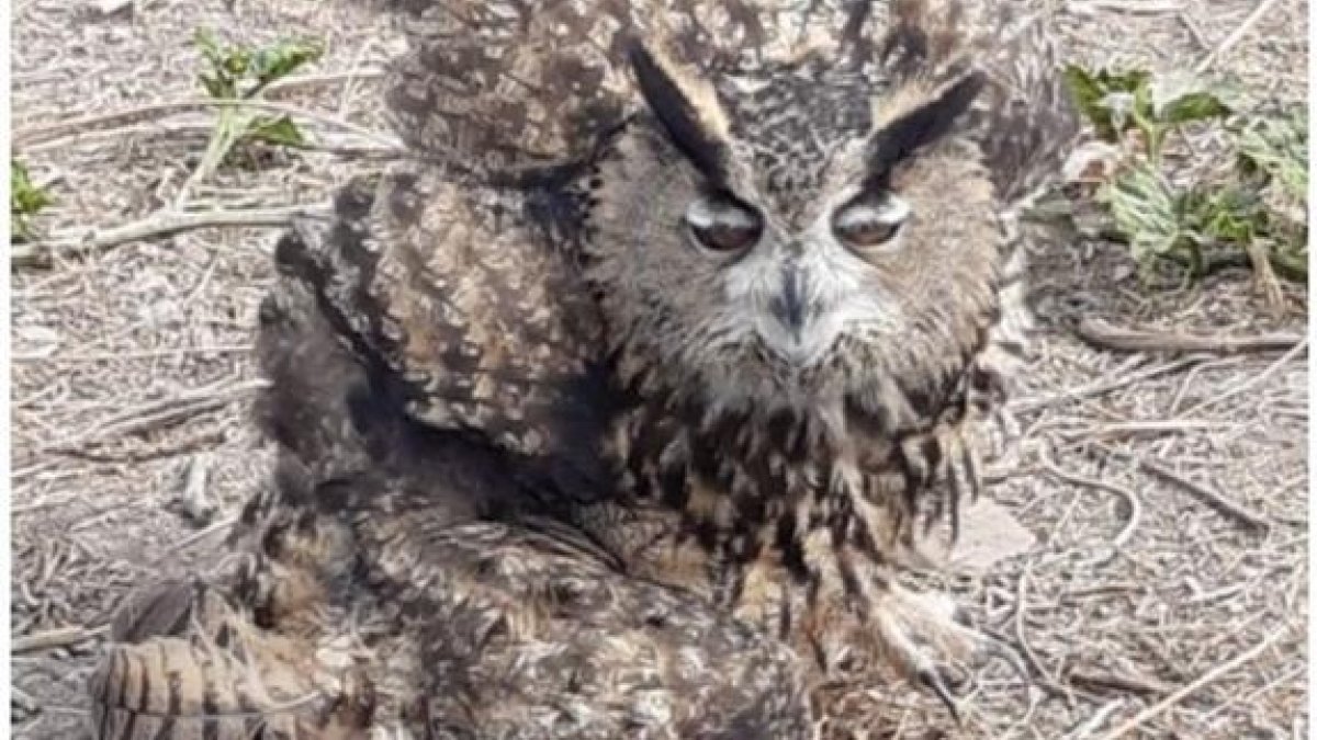 Ejemplar de búho real.