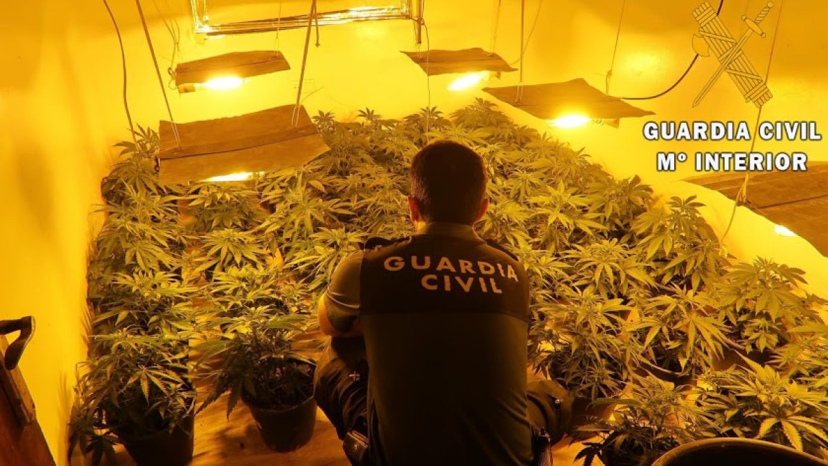 Imagen de archivo de una plantación de marihuana intervenida por la Guardia Civil.
