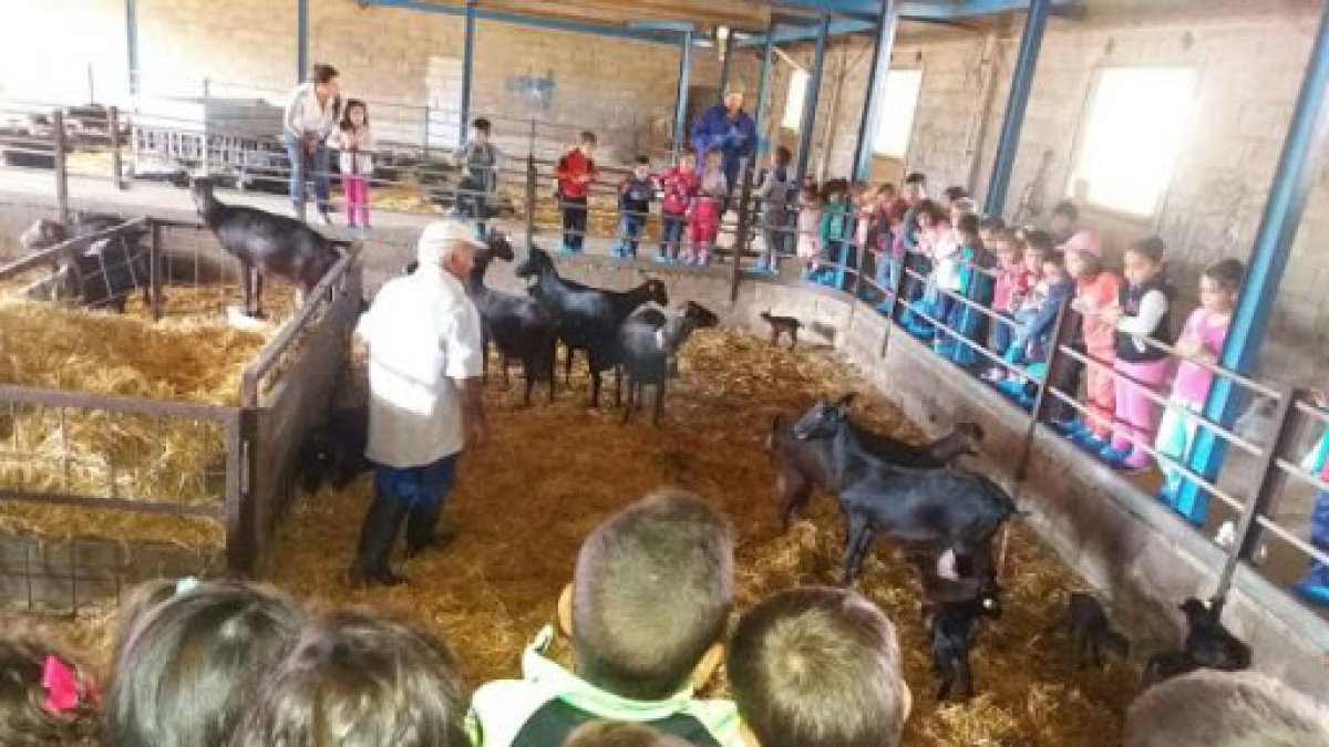 Visita de escolares a una granja de cabras de Lubrín en 2015.