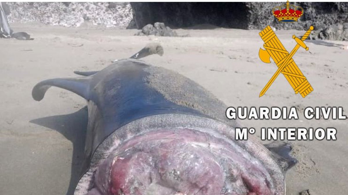 Imagen del delfín sin cabeza.