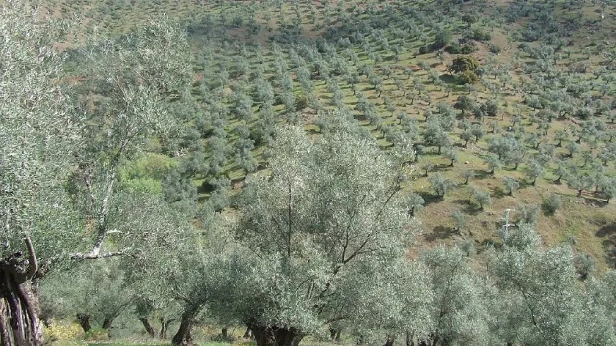 Cultivo de olivar en Andalucía.