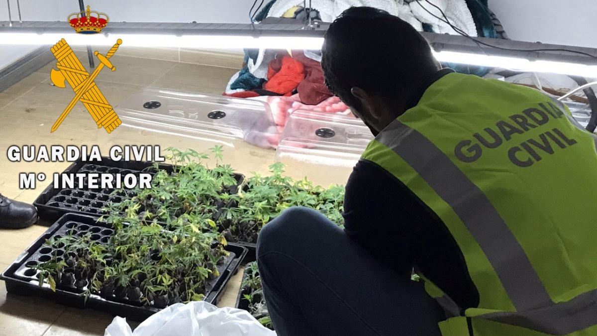 Plantación hallada por la Guardia Civil en una vivienda de Roquetas.