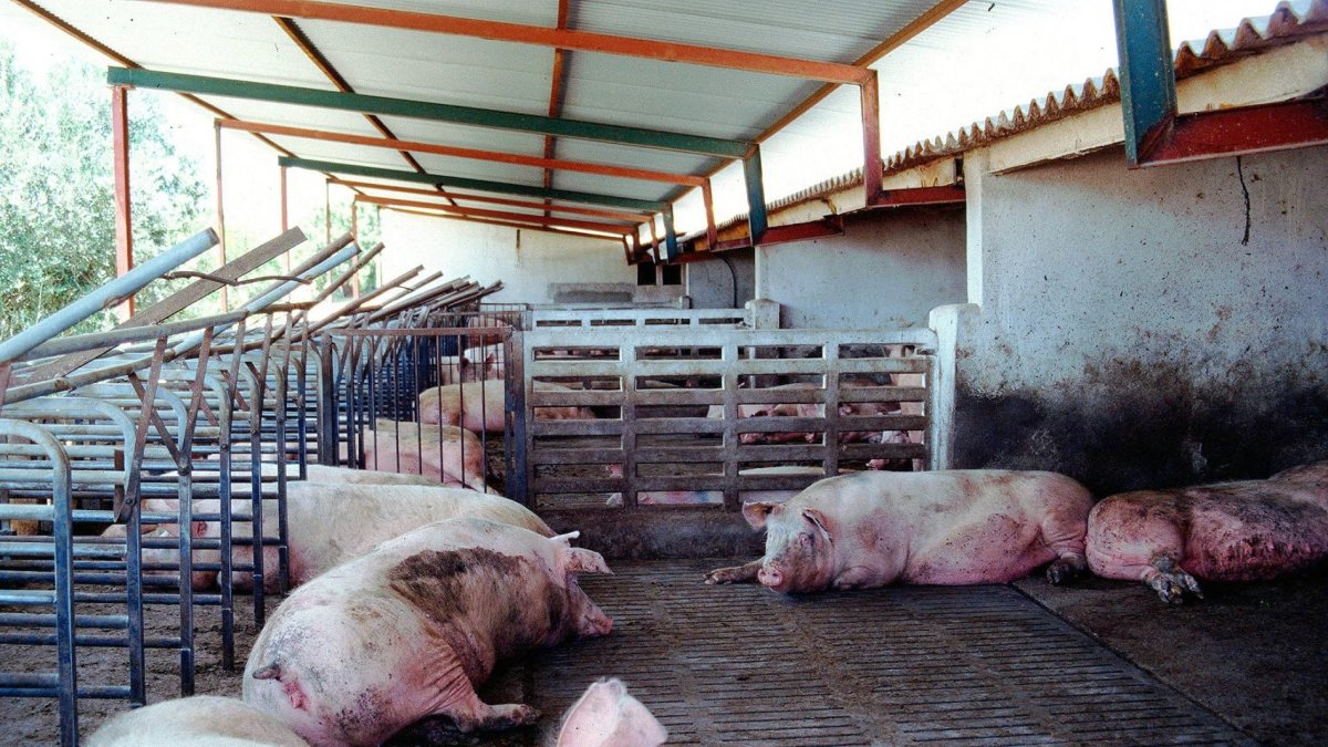 Imagen de archivo de una granja de cerdos.