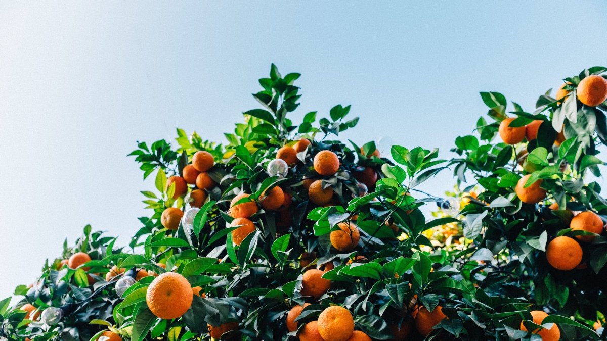 En el caso de la variedad de mandarina Clemenvilla (Nova) la incidencia es del 50%