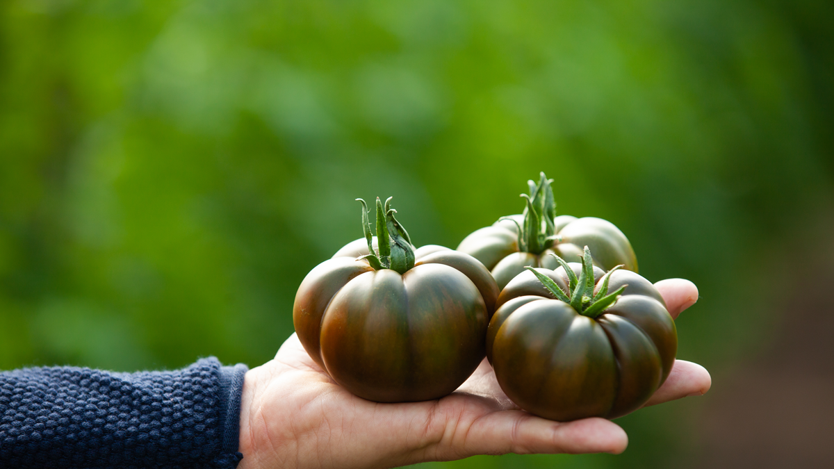 Tomate negro asurcado que se comercializará bajo la marca propia ‘Gold Quality’