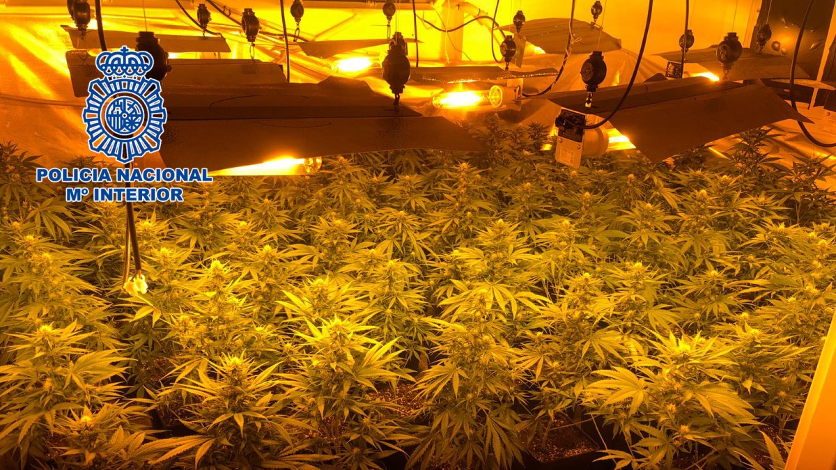 Había 257 plantas en el interior de una de las viviendas registradas.
