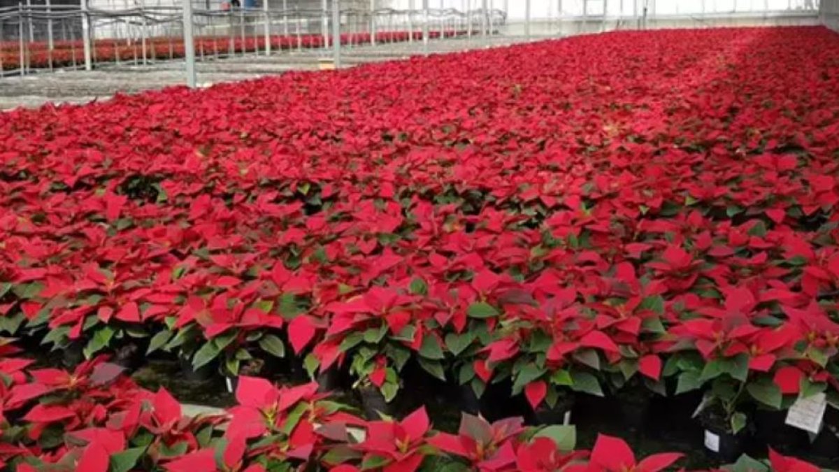 Imagen de archivo de un invernadero con pascueros.