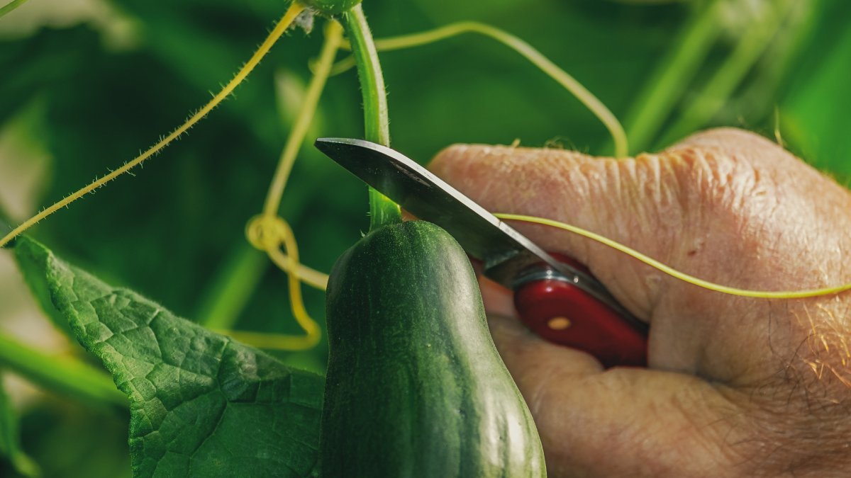 El pepino tipo Almería se ha hundido totalmente