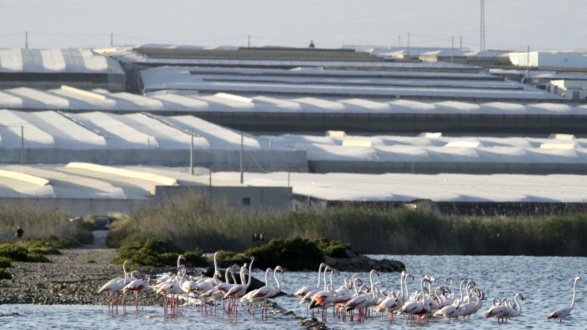 La superficie invernada de Almería y la costa de Granada (35.000 ha.) es capaz de absorber el CO2 que emiten 280.000 coches al día.