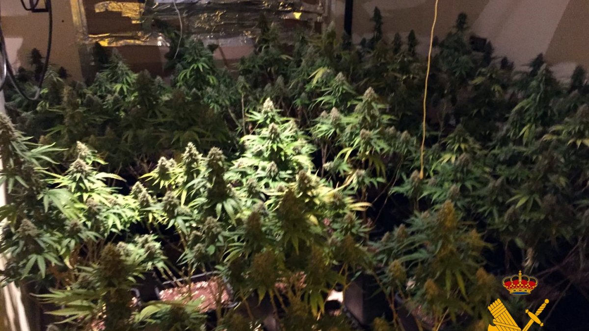 Plantación de marihuana descubierta en Roquetas de Mar.