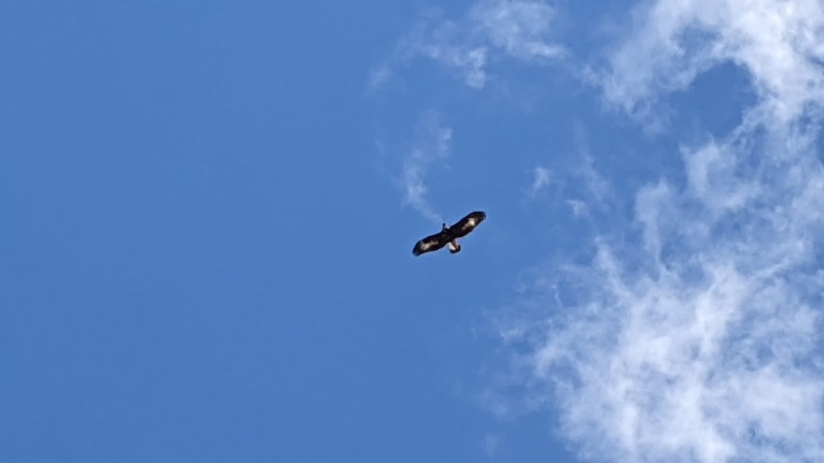 El joven águila mientras sobrevuela el municipio de Albox.