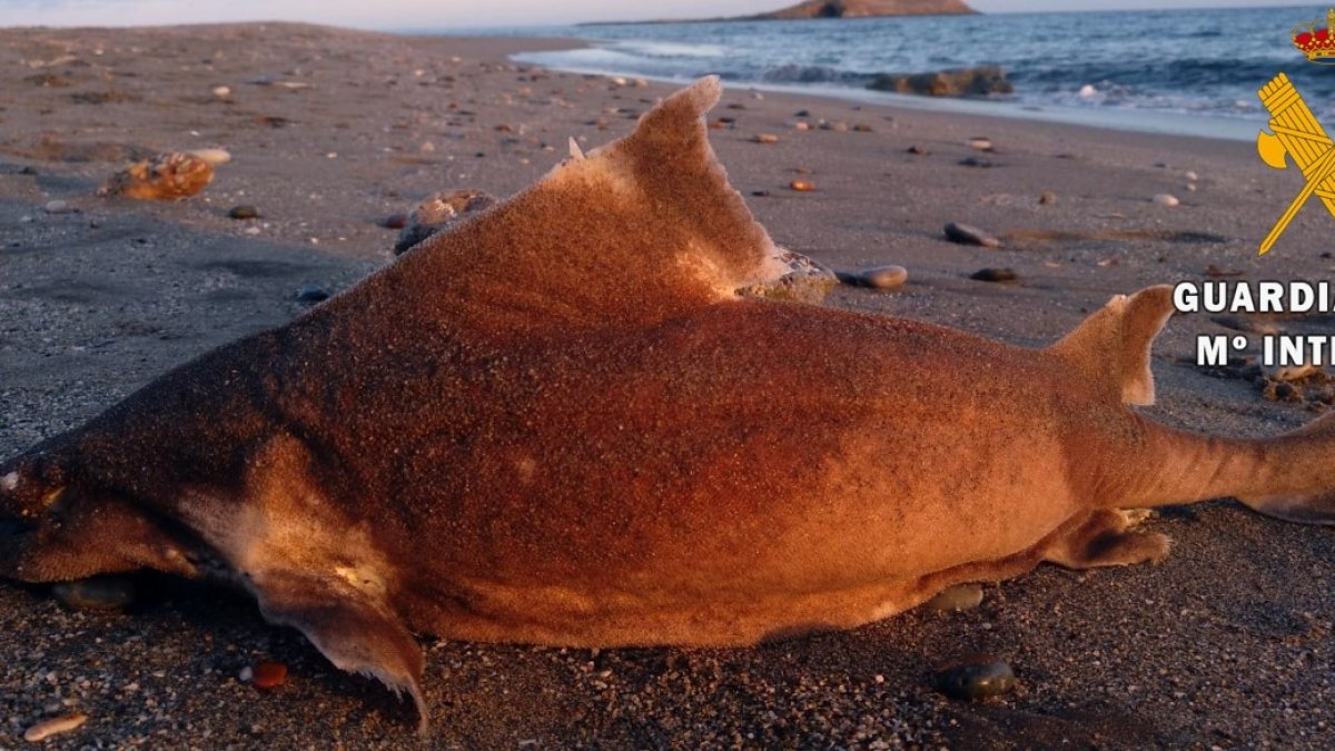 Cuerpo sin vida de un tiburón macho.