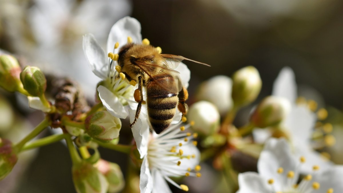 Sinthya Penn adquirió Beneficial Insectary en 1986