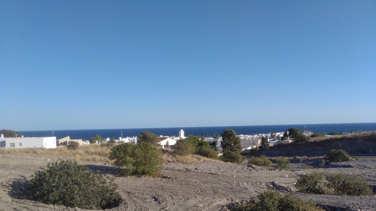 Imagen de los algarrobos, parcialmente enterrados por la capa de arena vertida.