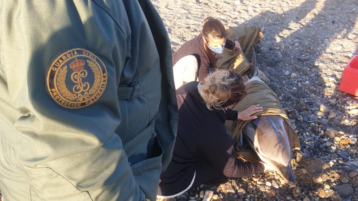 Equinac intentó socorrer al delfín varado en la playa Barranquilla.