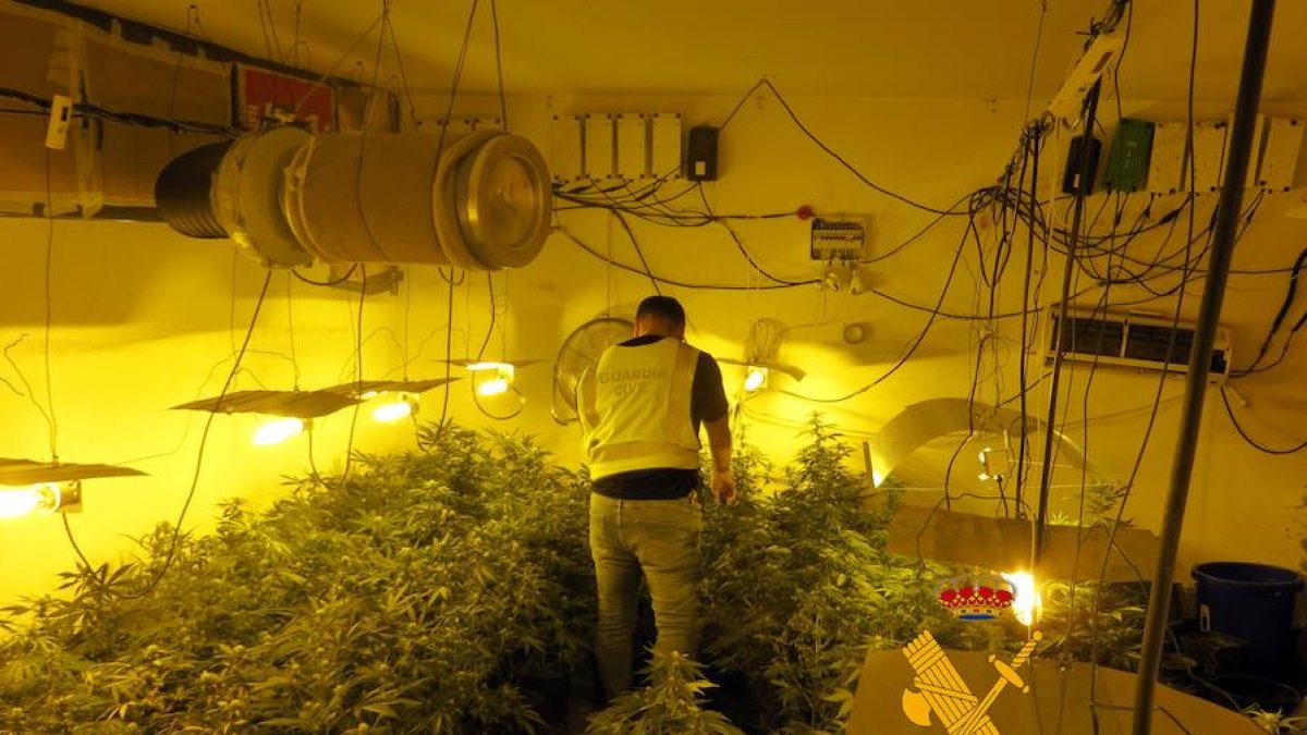 Los agentes encontraron un cultivo indoor sofisticado.
