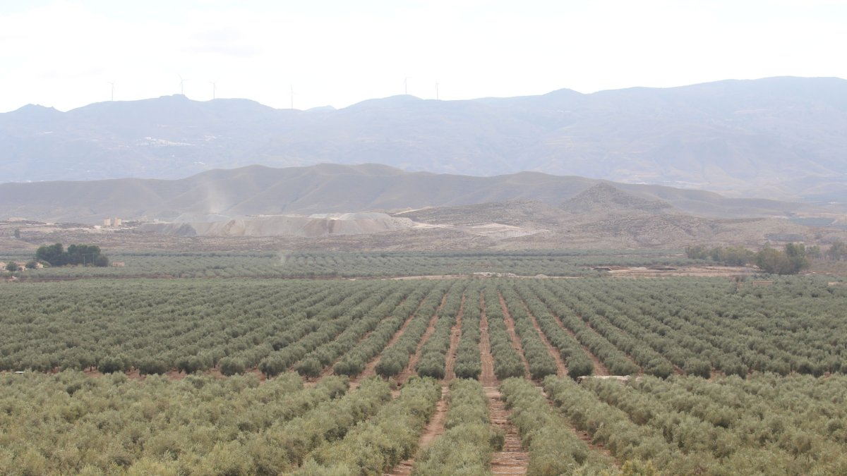 Superficie de olivar en Tabernas.